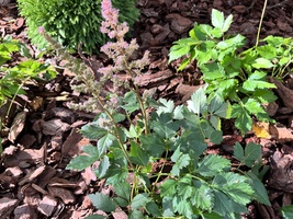 Astilbe chinensis 'Little Visions In Pink'