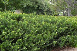 Taxus x media 'Densiformis'