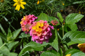 Lantana camara (Landmark Series)