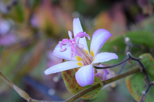 Tricyrtis 'Tojen'