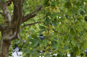 Acer buergerianum 'Angyo Weeping'