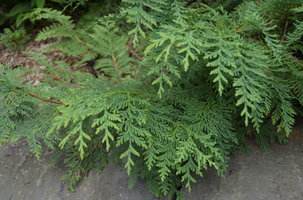 Thuja koraiensis 'Glauca Prostrata'