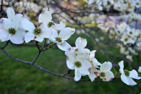 Cornus florida