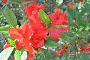 Rhododendron 'Pastel'