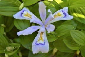 Iris cristata 'Powder Blue Giant'