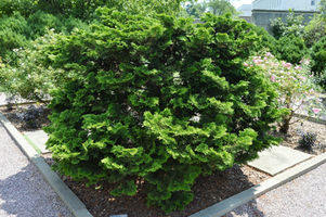 Chamaecyparis obtusa 'Compacta'