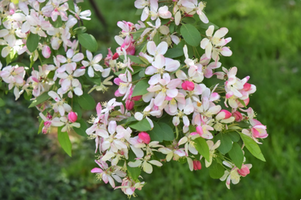 Malus floribunda