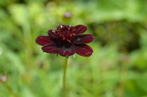 Cosmos atrosanguineus