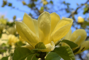 Magnolia 'Lois'