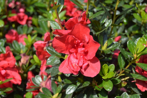 Rhododendron 'Autumn Fire'