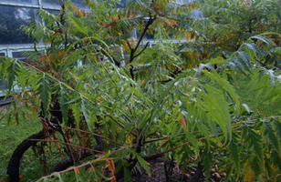 Rhus typhina 'Laciniata'