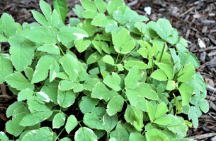 Aegopodium podagraria 'Variegatum'