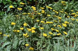 Achillea millefolium