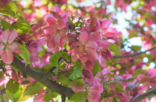 Malus x 'Centzam'