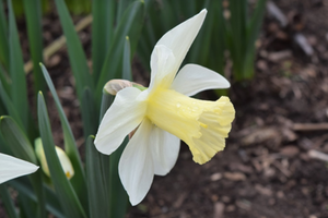 Narcissus 'Watch Up'