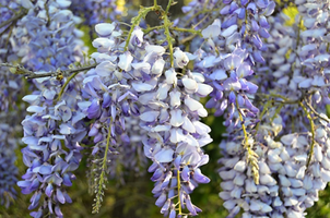 Wisteria sinensis