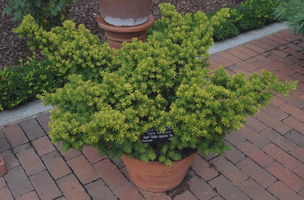 Taxus cuspidata 'Nana Aurescens'