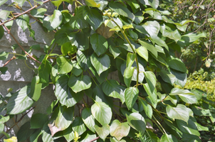 Schizophragma hydrangeoides