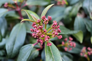 Viburnum tinus x davidii 'Moonlit Lace'