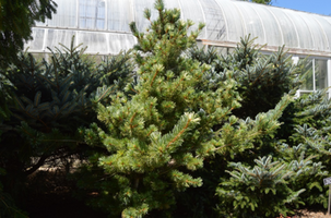 Pinus parviflora 'Tani-mano-uki'