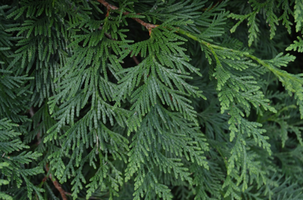 Thuja 'Green Giant'