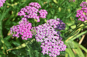 Achillea millefolium 'Oertel's Rose'