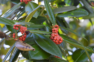 Ilex latifolia