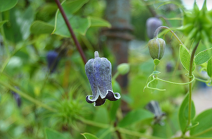 Clematis pitcheri