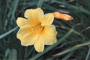 Hemerocallis 'Stella de Oro'