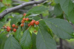 Ilex verticillata 'Cacapon'