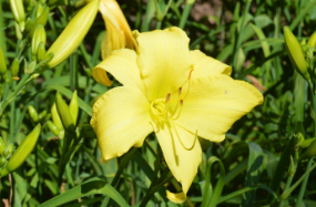 Hemerocallis 'Hudson Valley'