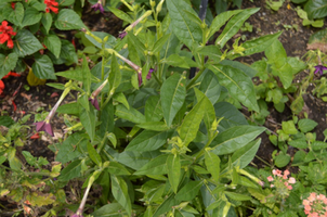 Nicotiana x sandare 'Perfume Deep Purple'