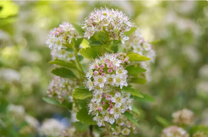 Physocarpus opulifolius 'Tiny Wine Gold'