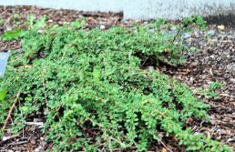 Cotoneaster microphyllus