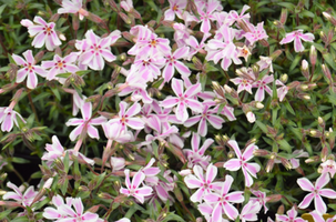 Phlox subulata 'Candy Stripe'