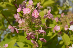 Hydrangea paniculata 'Bulk'