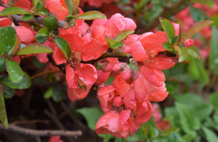 Chaenomeles × superba 'Texas Scarlet'