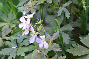 Geranium maculatum 'Espresso'