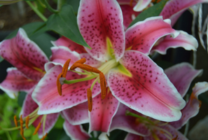 Lilium 'Stargazer'