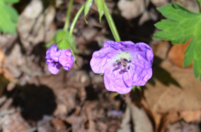 Geranium 'Rozanne'