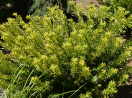 Cephalotaxus harringtonia 'Gold Splash'