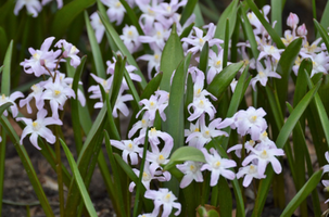 Chionodoxa forbesii 'Pink Giant'