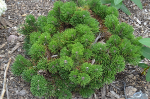 Pinus mugo 'Jakobsen'