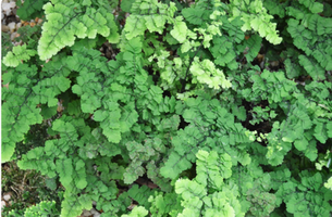 Adiantum raddianum