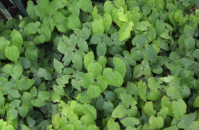 Epimedium grandiflorum