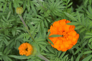 Tagetes erecta