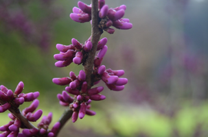 Cercis chinensis 'Kay's Early Hope'