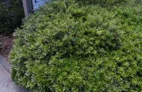 Ilex vomitoria