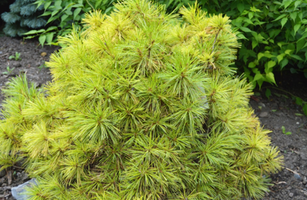 Pinus strobus 'Niagara Falls'