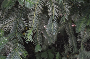 Cephalotaxus fortunei